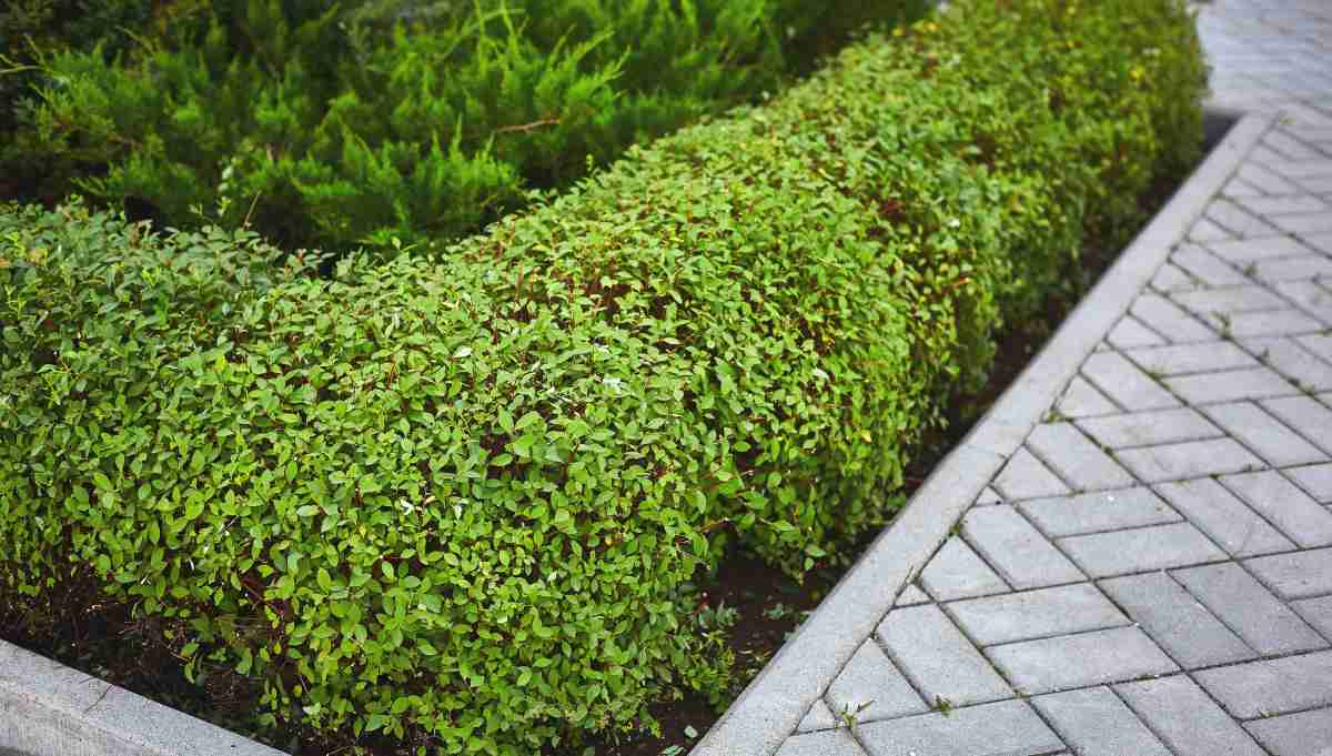 Small Hedges Low Ornamental Hedging Small And Dwarf Hedge Plants