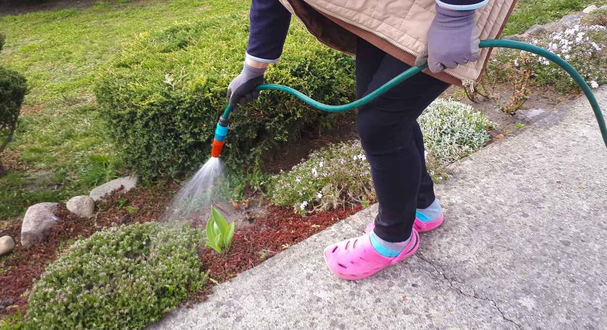 Can You Water Shrubs Too Much? All Details Explained