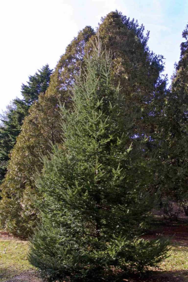 8 Evergreens That Smell Like Citrus, Orange & More