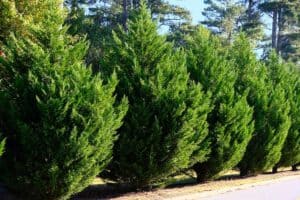 11 Hardy Evergreen Trees: A Detailed List – Landscapingplanet ...