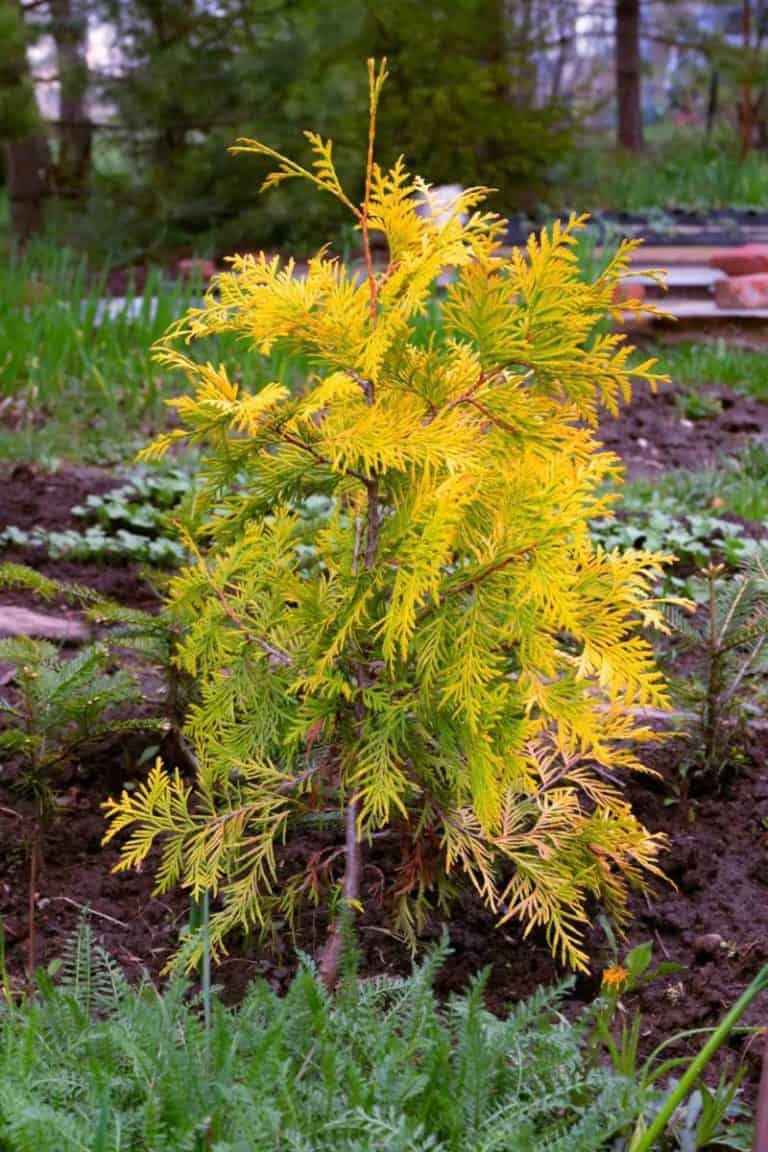 8 Evergreens That Smell Like Citrus, Orange & More Learning to create the