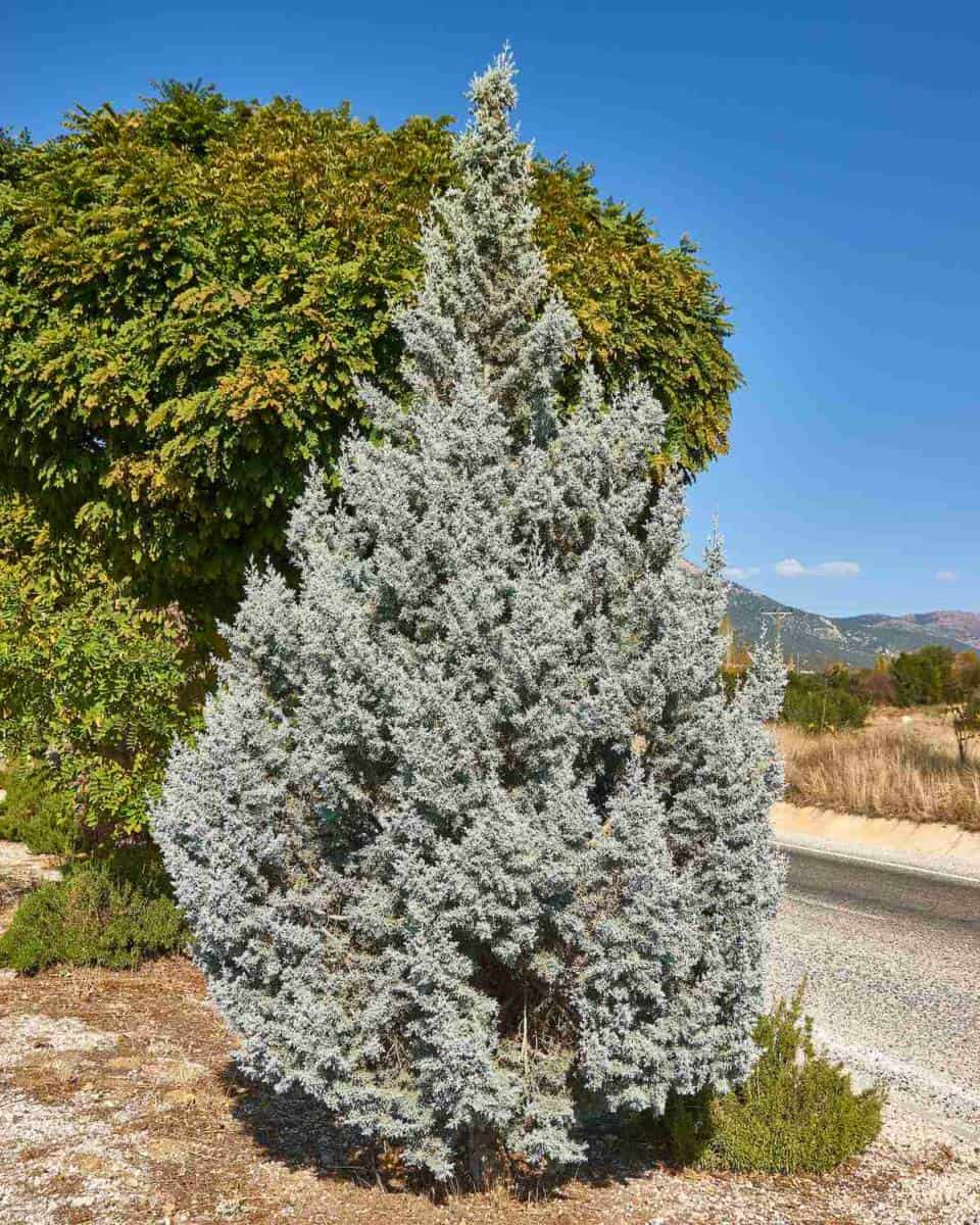 8 Evergreens That Smell Like Citrus, Orange & More