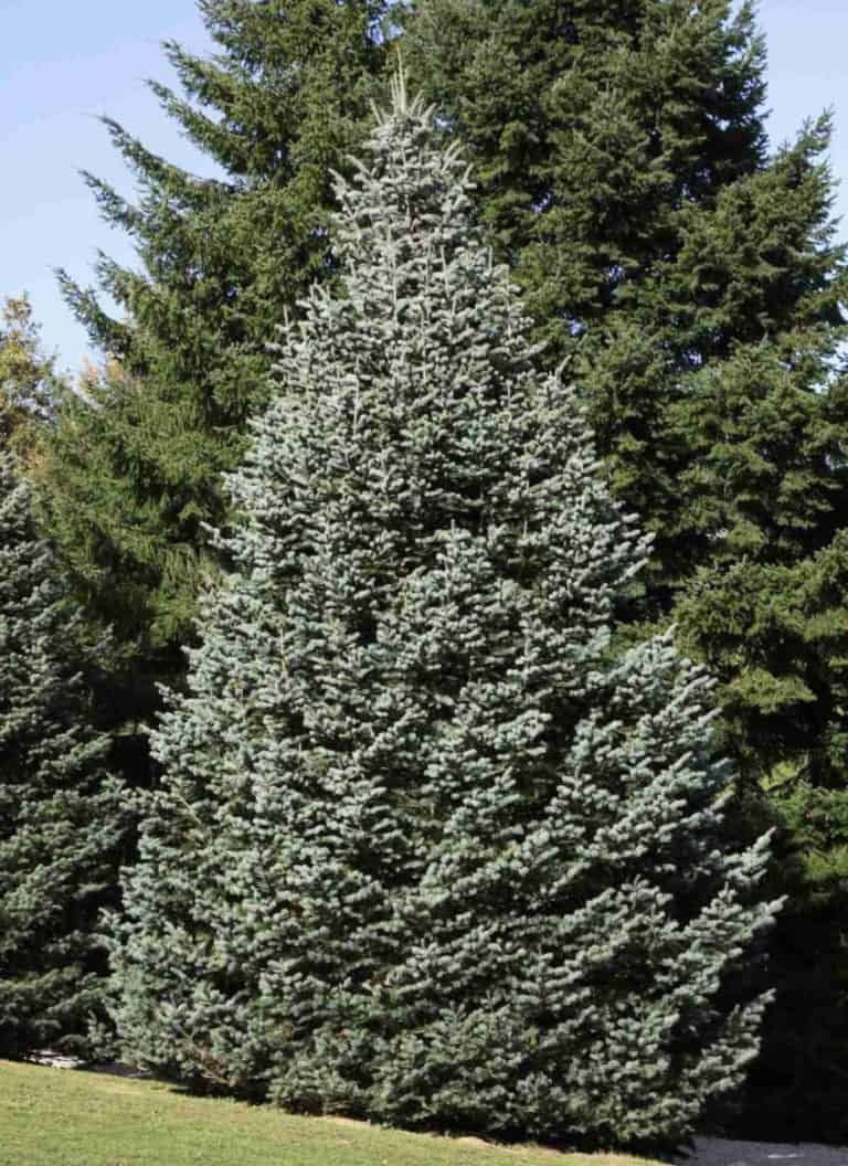 8 Evergreens That Smell Like Citrus, Orange & More – Landscapingplanet ...