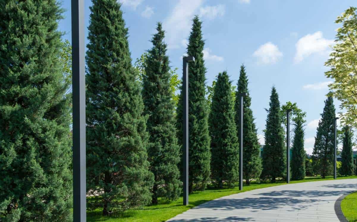 12 Easy To Grow Evergreens The Ultimate List