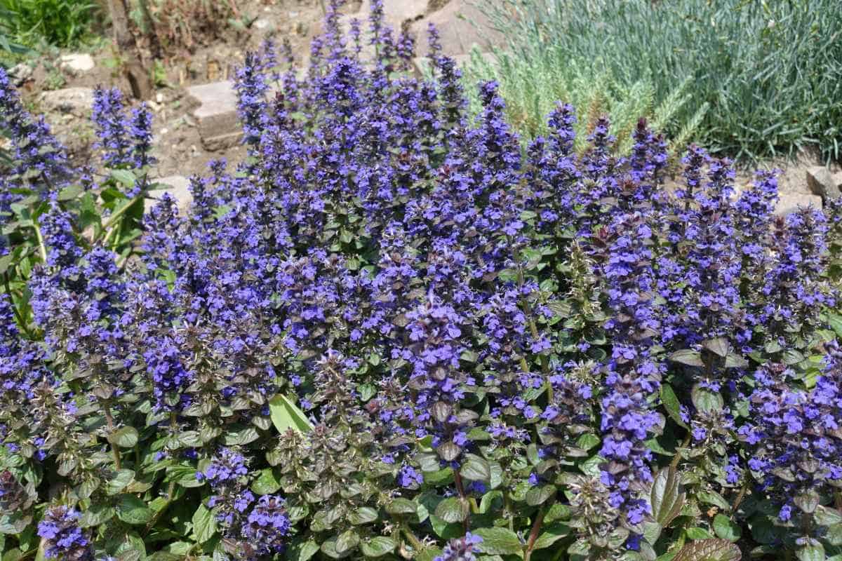 13 Ground Covers That Grow Well in Sand (With Pictures ...