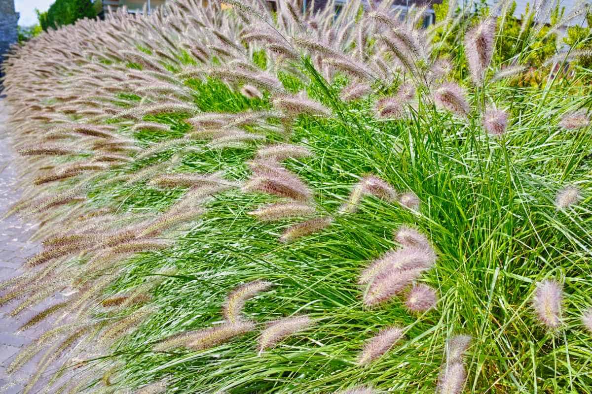 13 Ground Covers That Grow Well in Sand (With Pictures ...