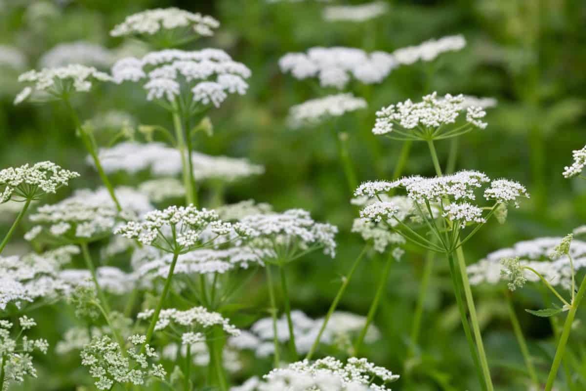 13 Ground Covers That Grow Well in Sand (With Pictures ...