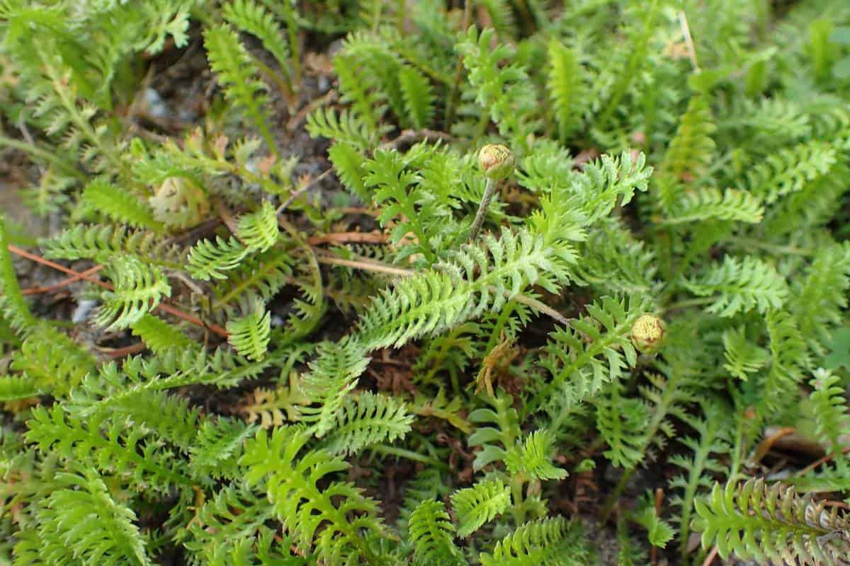 11 NonInvasive Ground Covers A Complete List