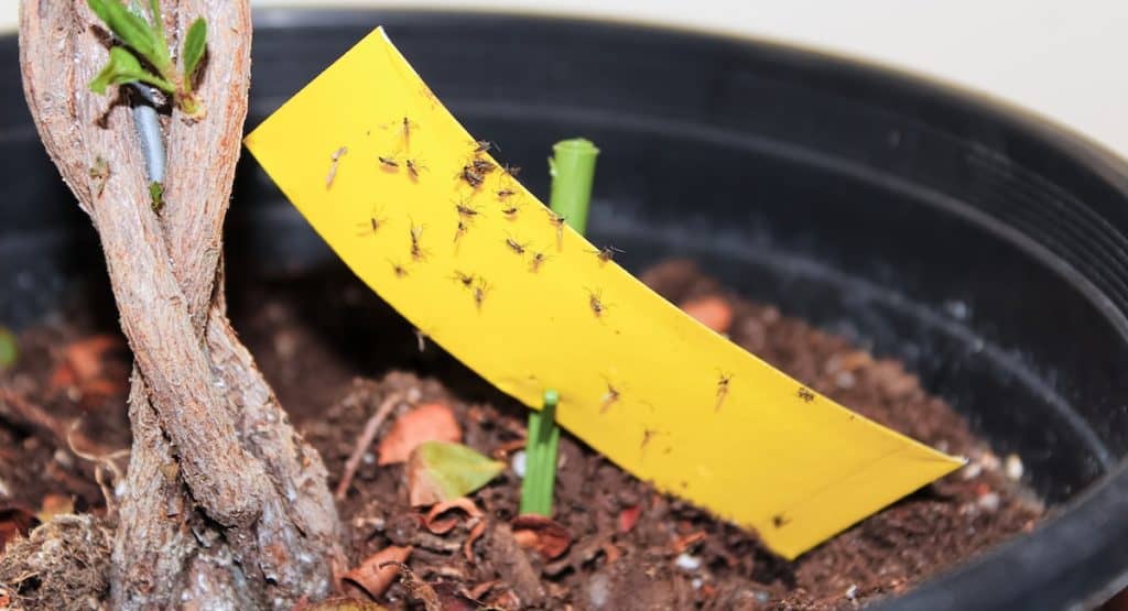 Are Gnats Bad for Plants? All You Need To Know