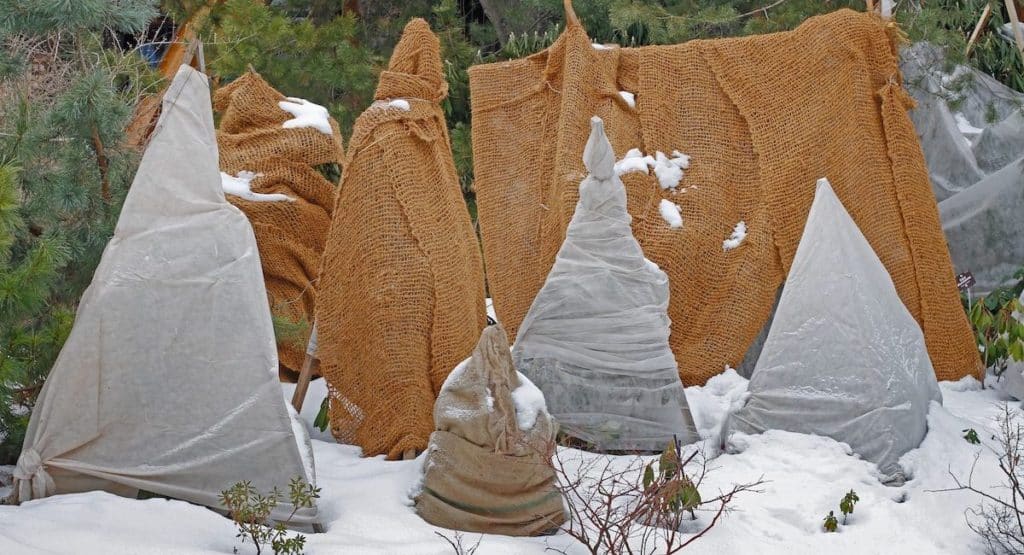 Shrubs protected from frost