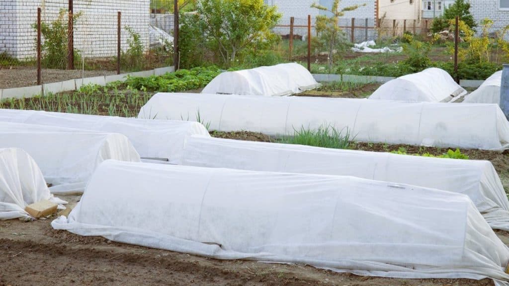 Rows of plants covered from frost