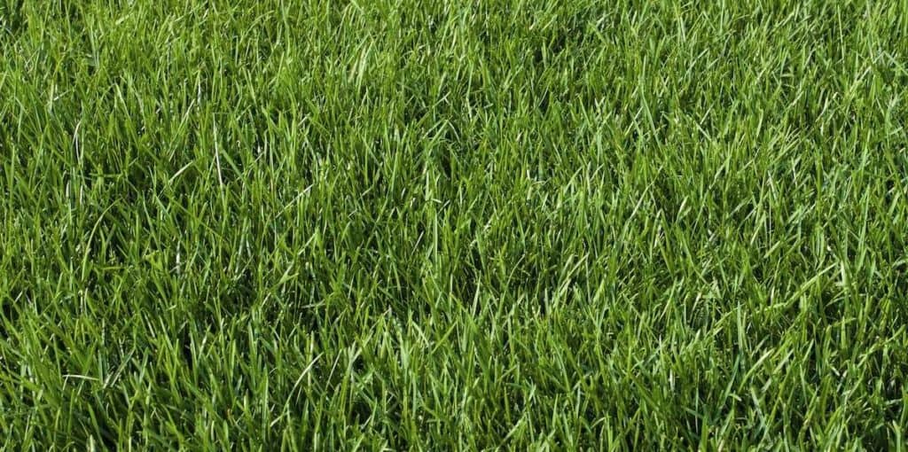 Kentucky Bluegrass