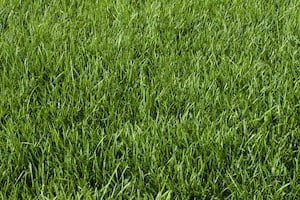 6 Grass Types That Don’t Go Dormant In Winter – Landscapingplanet 