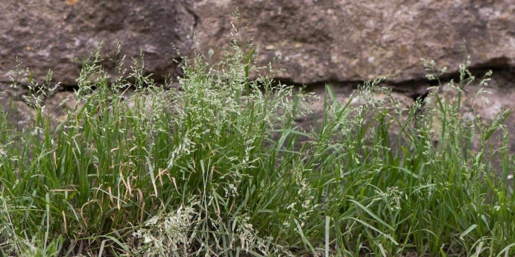 annual meadow grass 